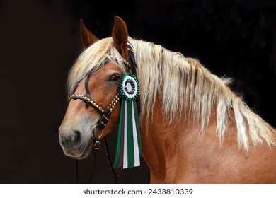 look portrait of a beautiful heavy draft horse with winner rosette - Powered by Shutterstock