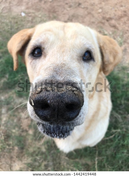 Look Shorthaired Dog Big Nose Stock Photo Edit Now 1442419448