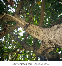 Look up shot of rough tree branches and green dense leaves with soft bright sunlit sky background in the outdoor forest