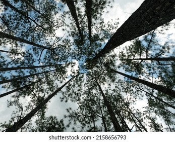 look up to the sky
