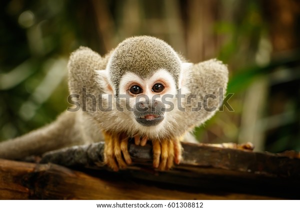 アマゾンのエクアドルジャングルに住むリス猿を見てみよう の写真素材 今すぐ編集