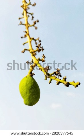 
Look at the stem, which stil has dried flower buds. It