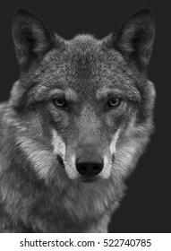 Look straight into your soul of severe wolf female. Menacing expression of the young, two year old, european wolf, very beautiful animal and extremely dangerous beast. Black and white image.