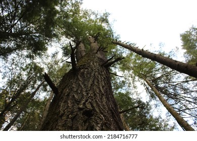 7,632 Straight tree trunks Images, Stock Photos & Vectors | Shutterstock