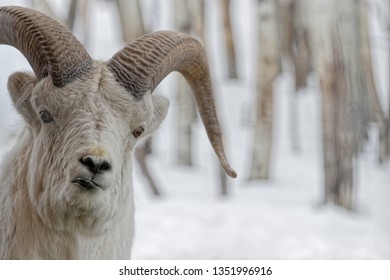 The Look Of A Thinhorn Sheep, Yukon Forests