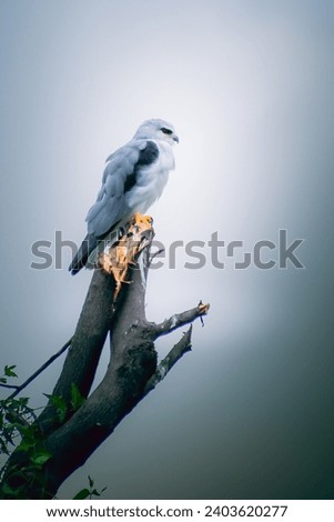 Look at this majestic white bird gracefully perched on top of a tree branch
