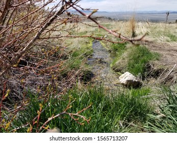 Look through branches at a stream