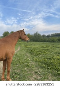 Look through the horse’s eye