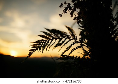 Look through the leaf at the sunset