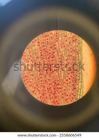 a look through the microscope, cells up close