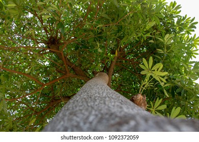Look up at the tree.