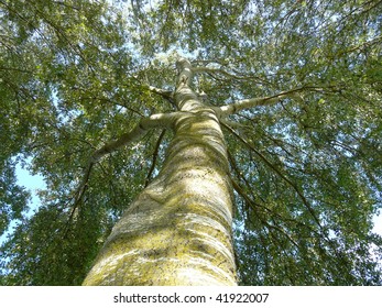 look up to the tree