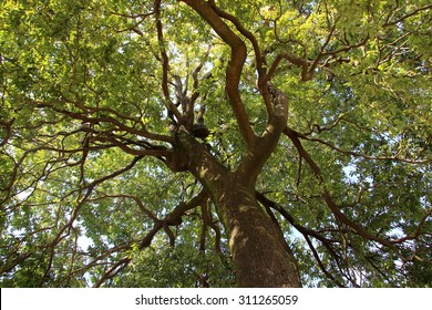 Look Up The Tree At The Park.