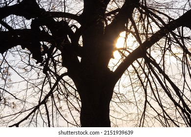 look to tree silhouette with out of the focus with sun behind it and sun rays showing from side 