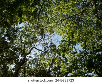 Look up tree to the sky