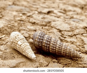 Look, two seashells are playfully bantering.