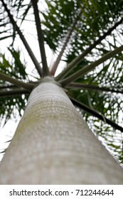 Look up view of palm tree