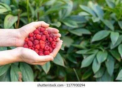 Look What I Have! High Angle Top View Cropped Photo Of Person Lady Hands Hold Sweet Red Raspberries Isolated On Green Vivid, Shine Deciduous Background With Copy Space For Text