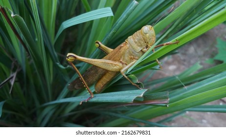 Look At A Wild Grasshopper Resting On A Beautiful Green Lemongrass Leaf