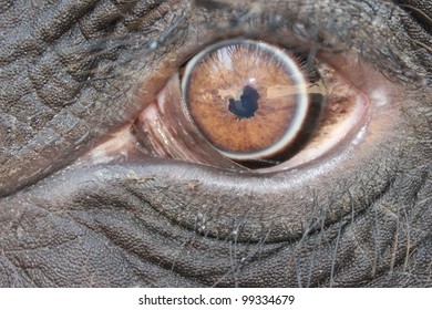 Look from the wild side is a close up photo of a big thai elephant with big clear brown eyes.