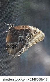 A look at the wings of a barn owl butterfly resting on a screen.