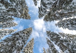 Look Up In The Winter Forest