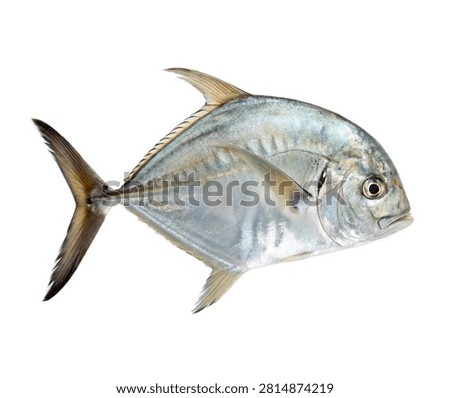 Lookdown Fish Mirror Like Silver Body With Dramat Isolated On White Background