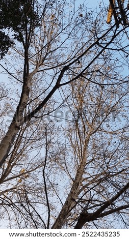 Lookin' UP - Tree Branches 01