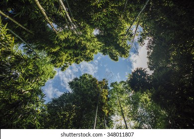 Looking Up
