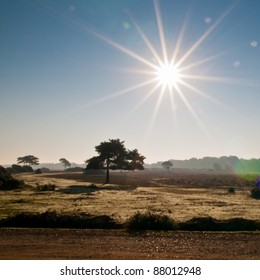 Looking Across The New Forest National Park In Hampshire, UK.