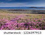 Looking across a patch of Dwarf Fireweed, towards the water, on the edge of town of Iqaluit, Nunavut, Canada.  