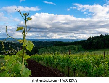 Looking across rows of grapevines in an Oregon vineyard, long tendrils in the foreground, dark hills in the background.