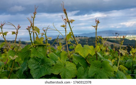 Looking across rows of grapevines in an Oregon vineyard, long tendrils in the foreground, dark hills in the background.