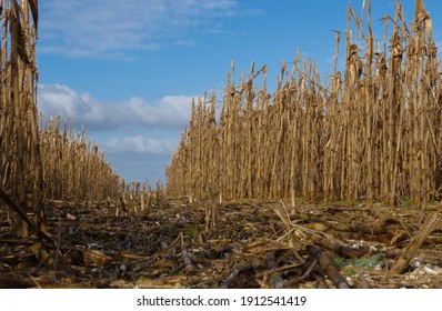 Looking Up And Along An Alley Between Rows Of Tall Dead Corn Crop Under A Blue Winter Sky 