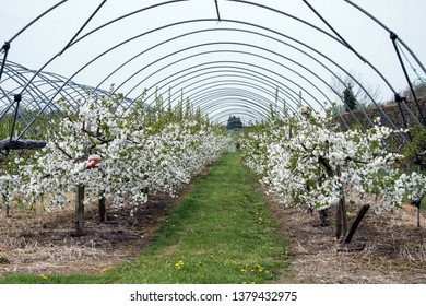 Looking Along A Line Of Cherry Trees In An Orchard In Kent UK