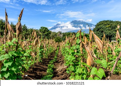 Looking Along Rows Of Corn & Beans To Two Volcanoes: Fuego Volcano & Acatenango Volcano In Morning Light,  Guatemala, Central America