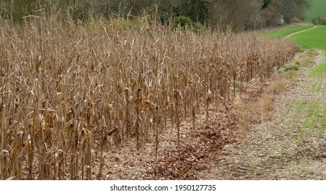 Looking Along Rows Of Tall Dead Corn Crop Left For The Fauna Over Winter