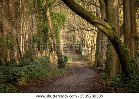 Looking along a tree lined pathway in winter time