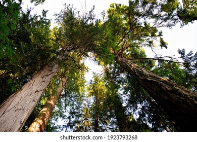 Mirando a lo largo de los troncos de viejos árboles en crecimiento hacia las cimas de los árboles con vegetación fresca bajo un cielo brillante.