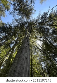 Looking up at an ancient cedar tree in the forest
