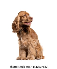looking away English Cocker Spaniel sitting, isolated on a white background