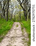 Looking back down a peaceful, rustic woodland path surrounded by fresh springtime greenery in Waukesha County, Wisconsin, in May.