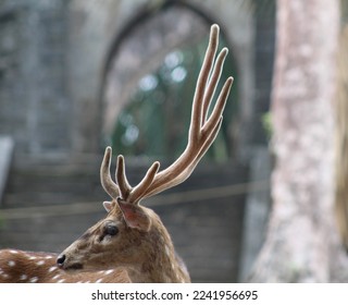 Looking back for his partner 