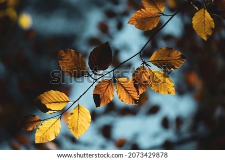 Similar – Image, Stock Photo Close-up of some isolated yellow leaves of rosa rubiginosa with a blurred background of nature