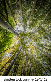 Looking up in a bamboo forest
