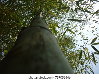 Looking up a bamboo stem.