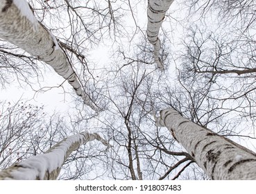 Looking up at the bare branches of birch trees in a forest.