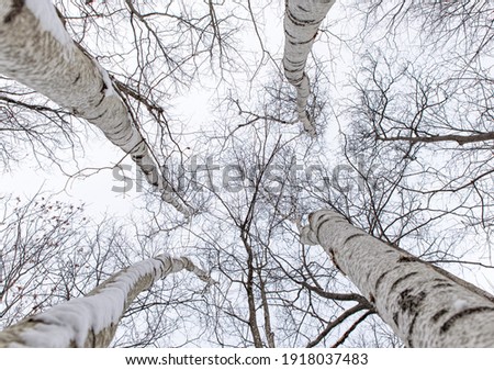 Looking up at the bare branches of birch trees in a forest.