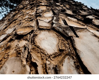 Looking from the base upwards, the image shows the textured bark of a tree, possibly a pine species, with rugged, overlapping plates. The colors range from deep brown to light gray. The surface has a rough texture, typical for mature trees, which can serve as protection against environmental elements. In the background, blurred green leaves are visible, indicating the tree is in full foliage, likely during a growing season. The sky is slightly visible, suggesting the image was taken outdoors.