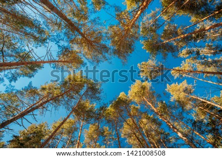 Looking Up In Beautiful Pine Coniferous Forest Trees Woods Canopy. Bottom View Wide Angle Background. Old Greenwood Forest. Pines Trunks And Branches.